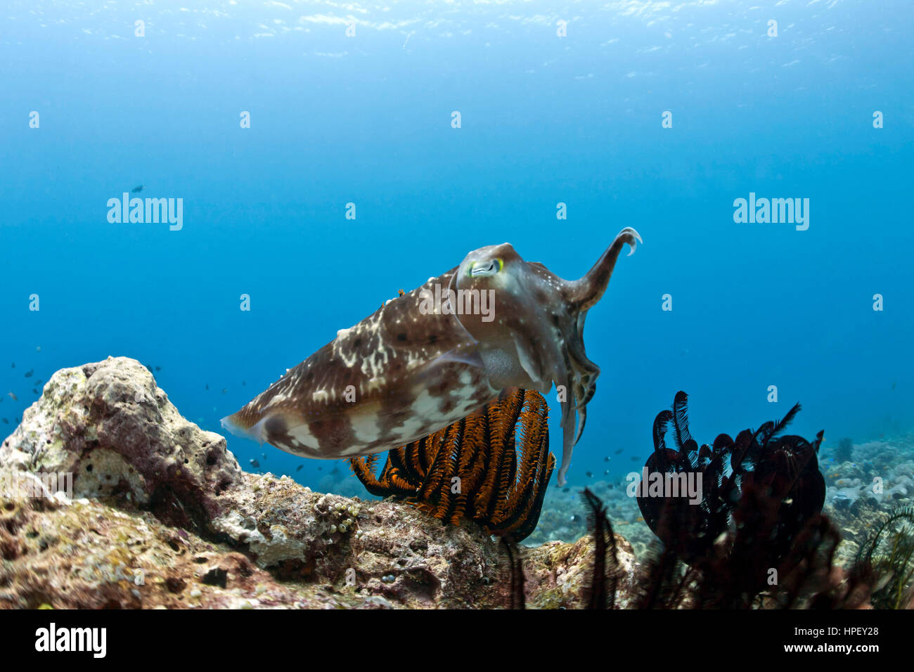 Broadclub Seppie Sepia latimanus tra stelle piuma, Bali, Indonesia, Asia Foto Stock