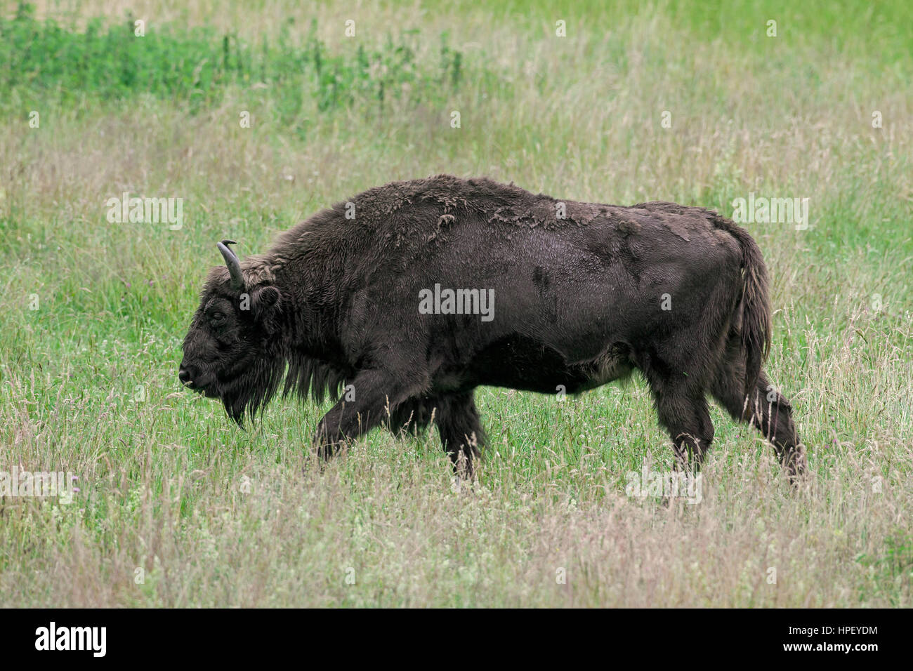 Il bisonte europeo / wisent / europeo del legno (bison Bison bonasus) mucca in prati Foto Stock