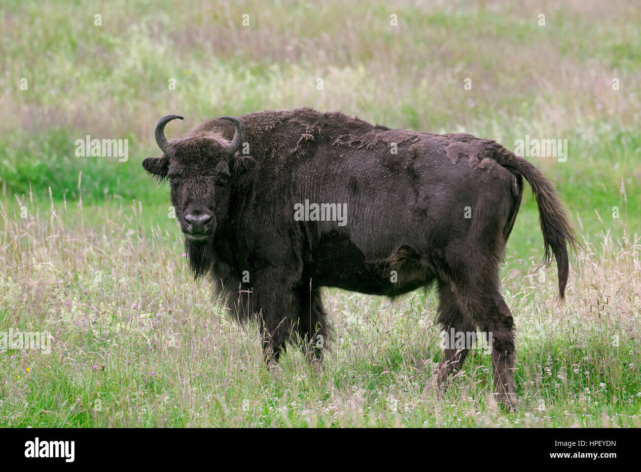 Il bisonte europeo / wisent / europeo del legno (bison Bison bonasus) mucca in prati Foto Stock