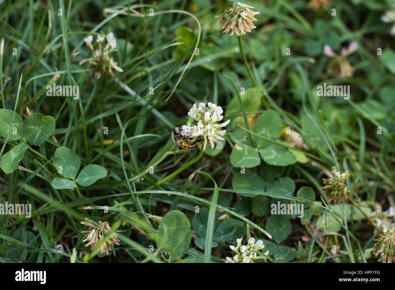 Ape su fiori di trifoglio Foto Stock