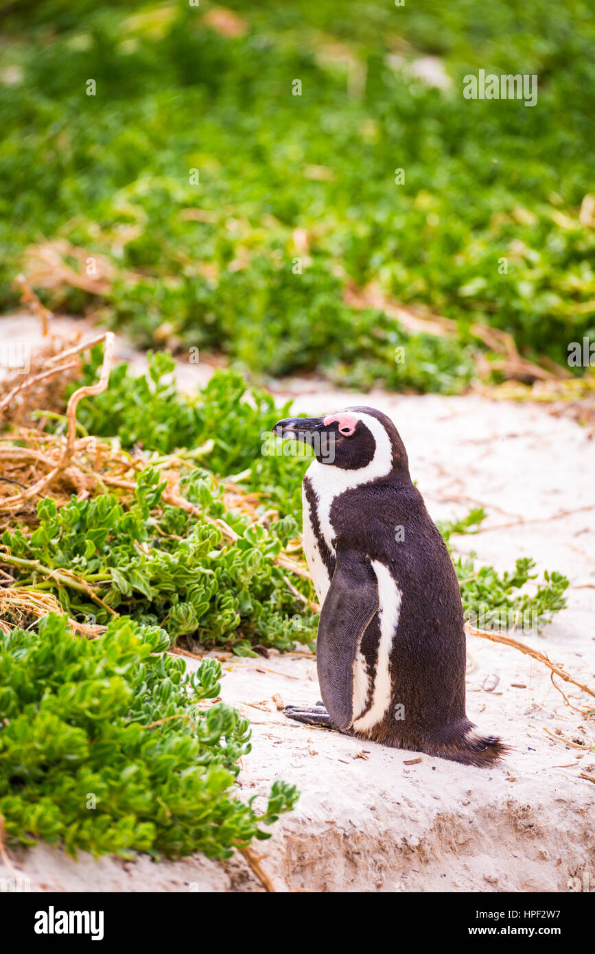 Un pinguino africano (Spheniscus demersus) nel suo ambiente naturale a Boulders Beach in Sud Africa Foto Stock