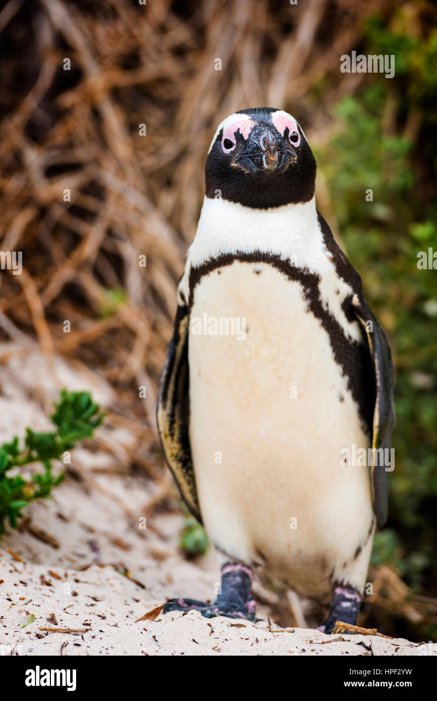 Un pinguino africano (Spheniscus demersus) nel suo ambiente naturale a Boulders Beach in Sud Africa Foto Stock