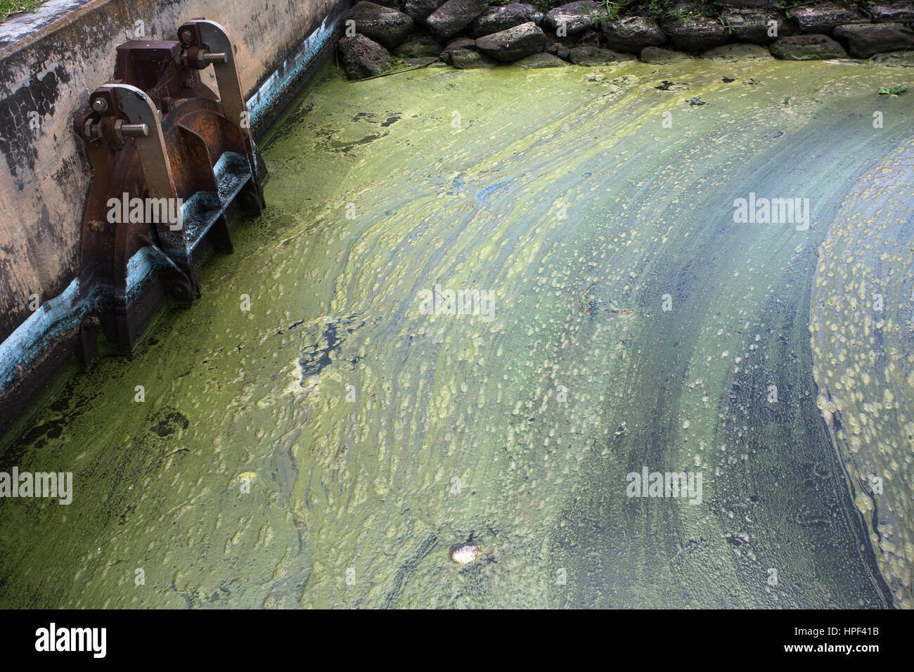 Il lago Okeechobee, Florida alghe blu-verdi accumulo causato da runoff di fertilizzante e inquinamento Foto Stock