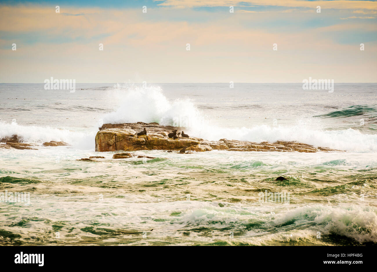 Rosolare le foche (Arctocephalus pusillus) sull isola il Capo di Buona Speranza, Cape Peninsula, Sud Africa Foto Stock