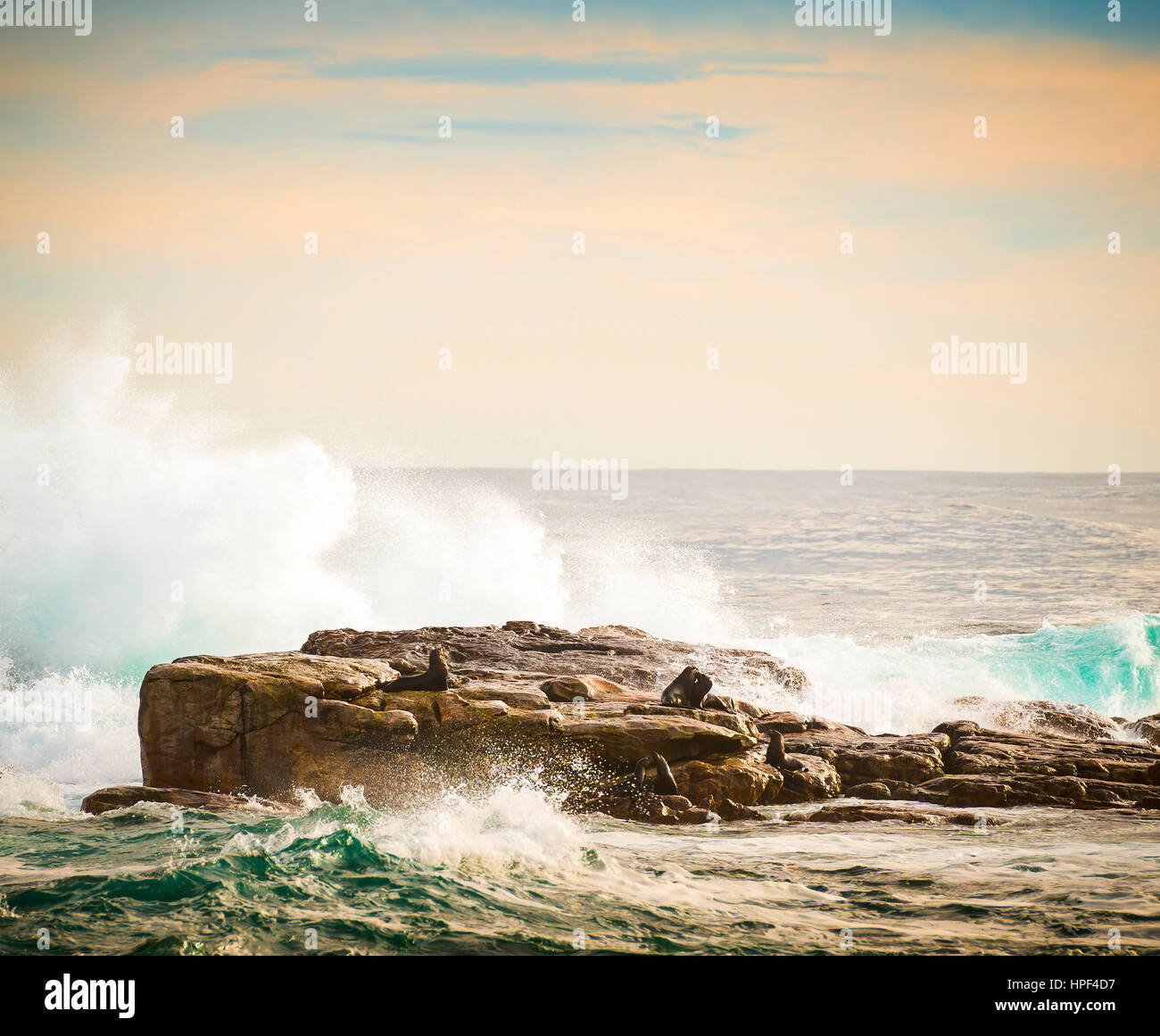 Capo le foche (Arctocephalus pusillus) sull isola il Capo di Buona Speranza, Cape Peninsula, Sud Africa Foto Stock