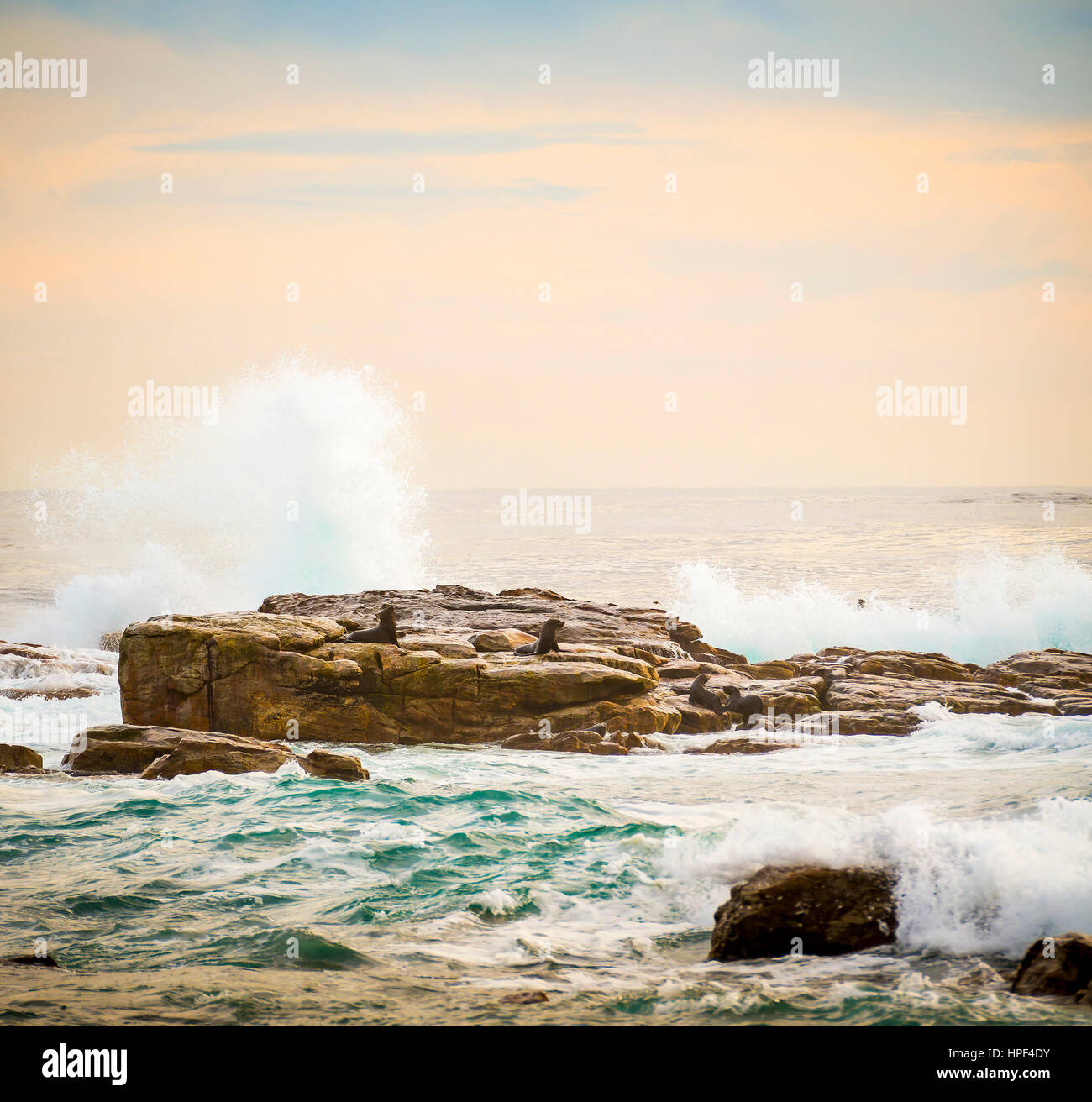 Capo le foche (Arctocephalus pusillus) sull isola il Capo di Buona Speranza, Cape Peninsula, Sud Africa Foto Stock