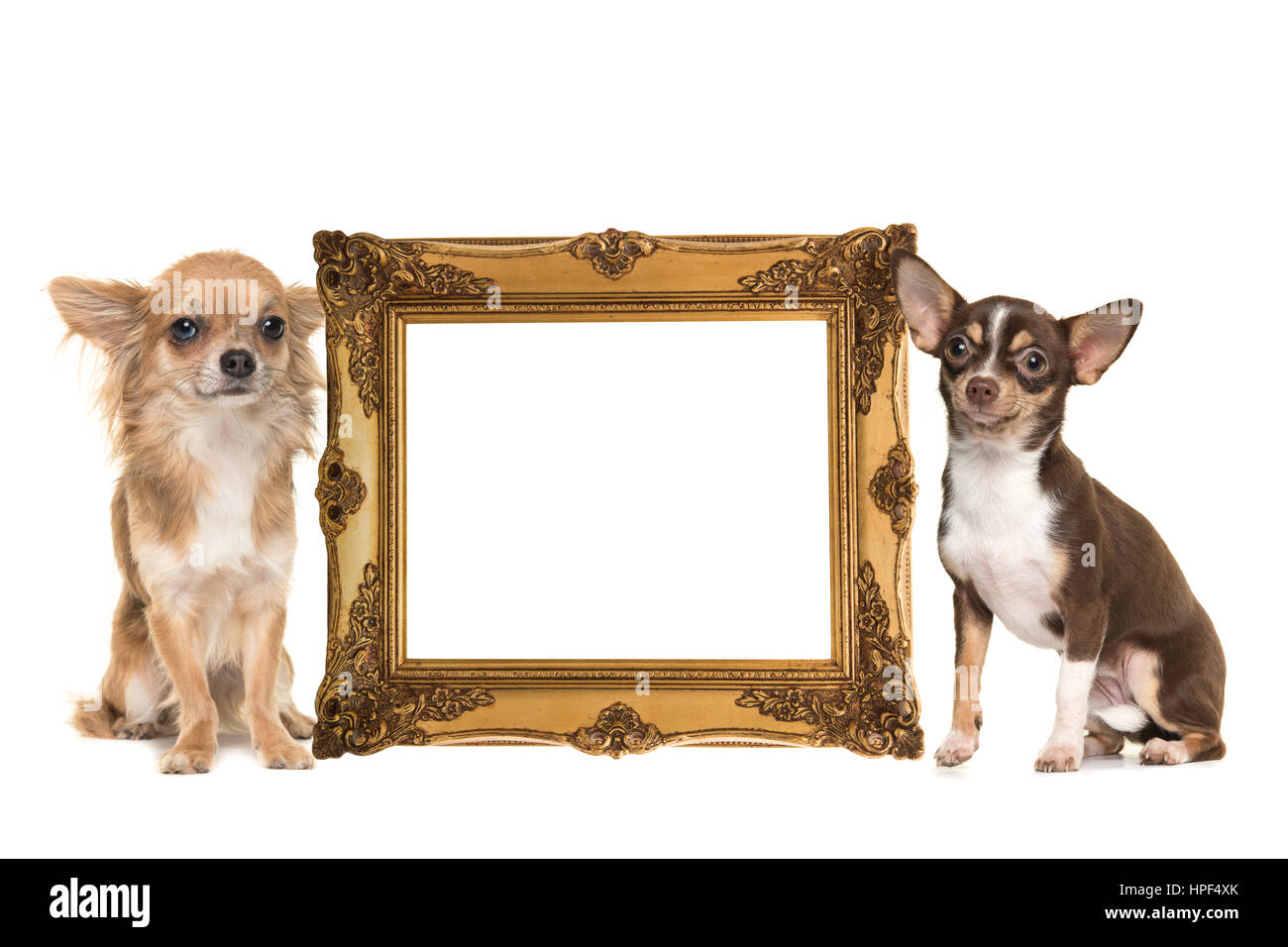 Golden victorian picture frame isolati su uno sfondo bianco con due cani chihuahua un pelo lungo ed uno corto pelo sul lato con una stanza per il testo Foto Stock
