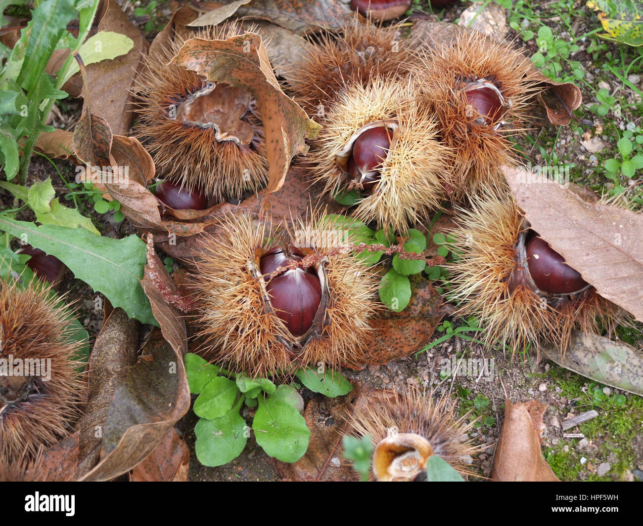Ricci di castagno immagini e fotografie stock ad alta risoluzione - Alamy