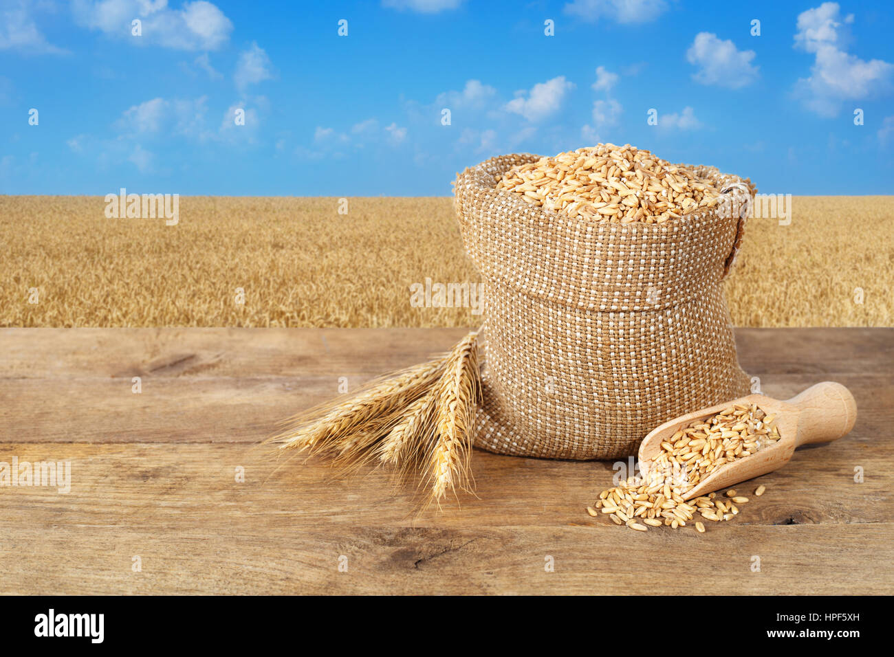 Chicchi di grano nel sacco. Spighe di grano e grani in borsa sul tavolo sul campo di grano dello sfondo. Agricoltura e concetto di raccolto. Oro campo di grano Foto Stock