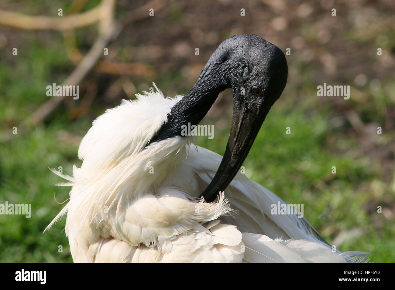 Sud Est asiatico a testa nera ibis o orientali ibis bianco (Threskiornis melanocephalus) preening Foto Stock