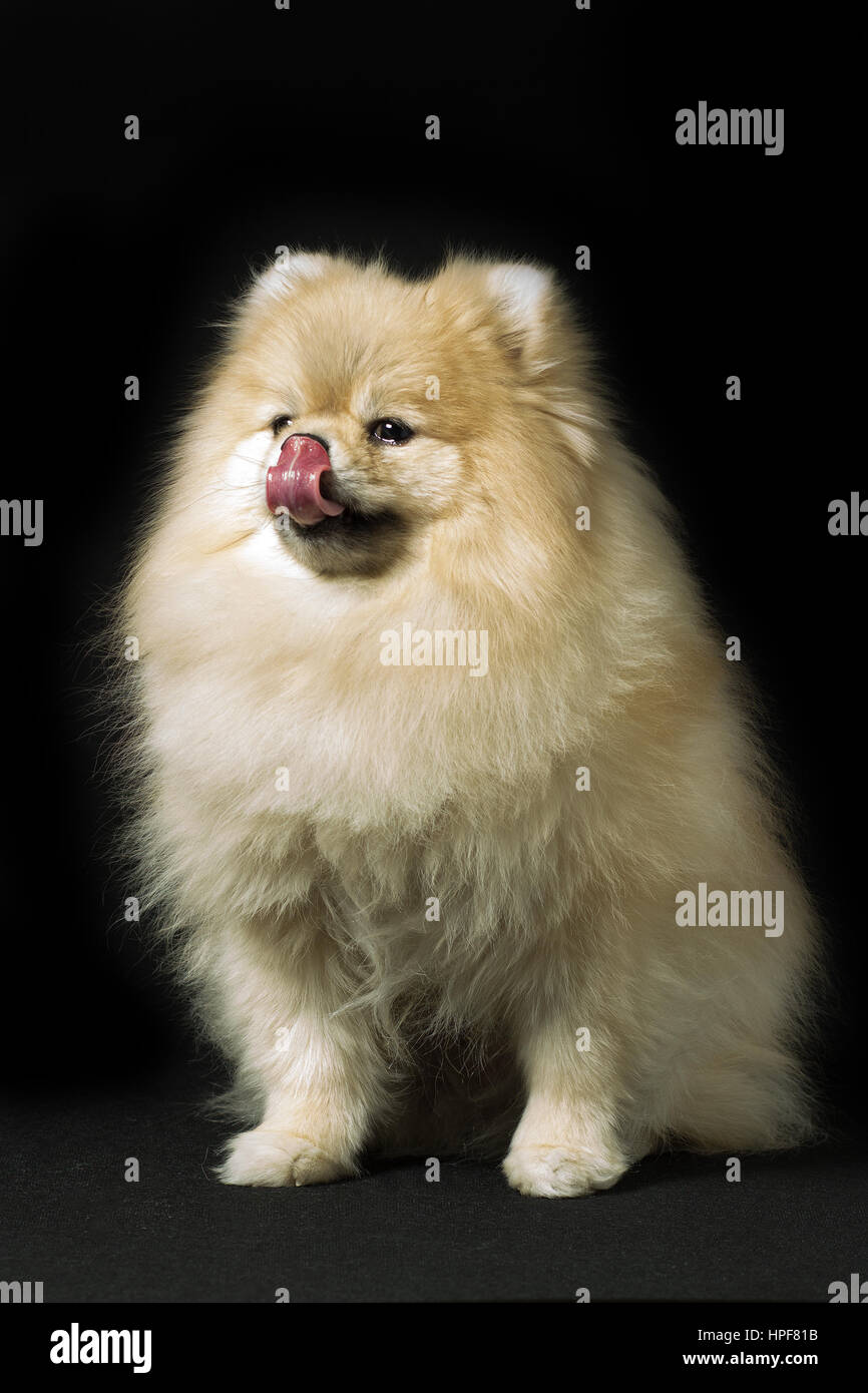 White Spitz Cane di razza si siede con la lingua fuori Foto Stock