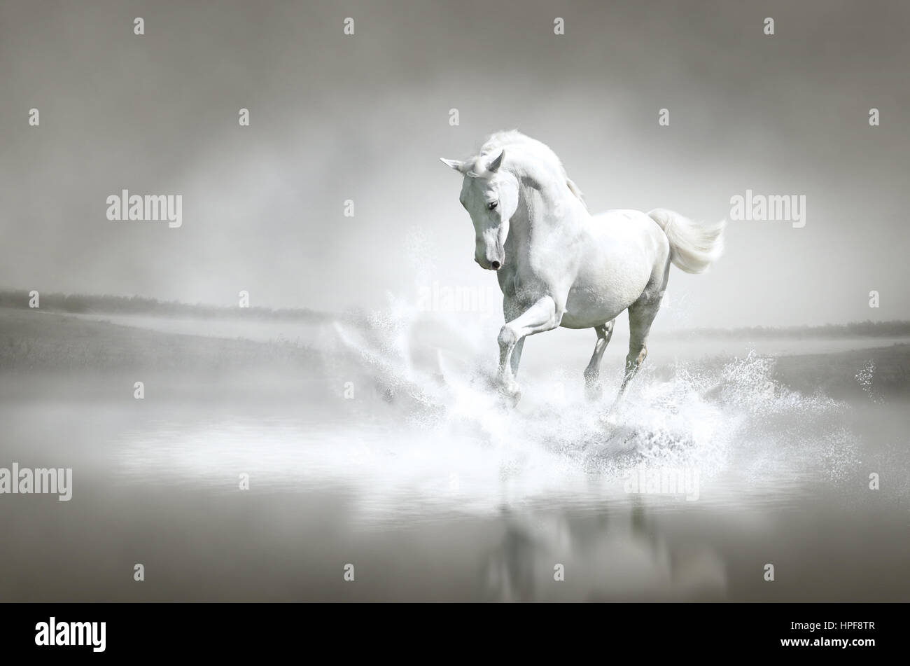 White Horse Running attraverso l'acqua. Immagine può essere utilizzato per lo sfondo, banner web, materiali promozionali, tela stampa, stampati e materiale pubblicitario Foto Stock