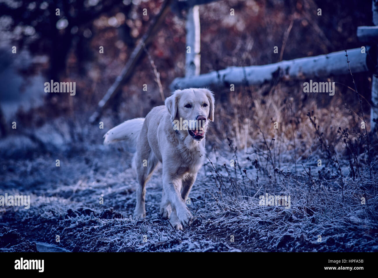 Il golden retriever su escursione Foto Stock