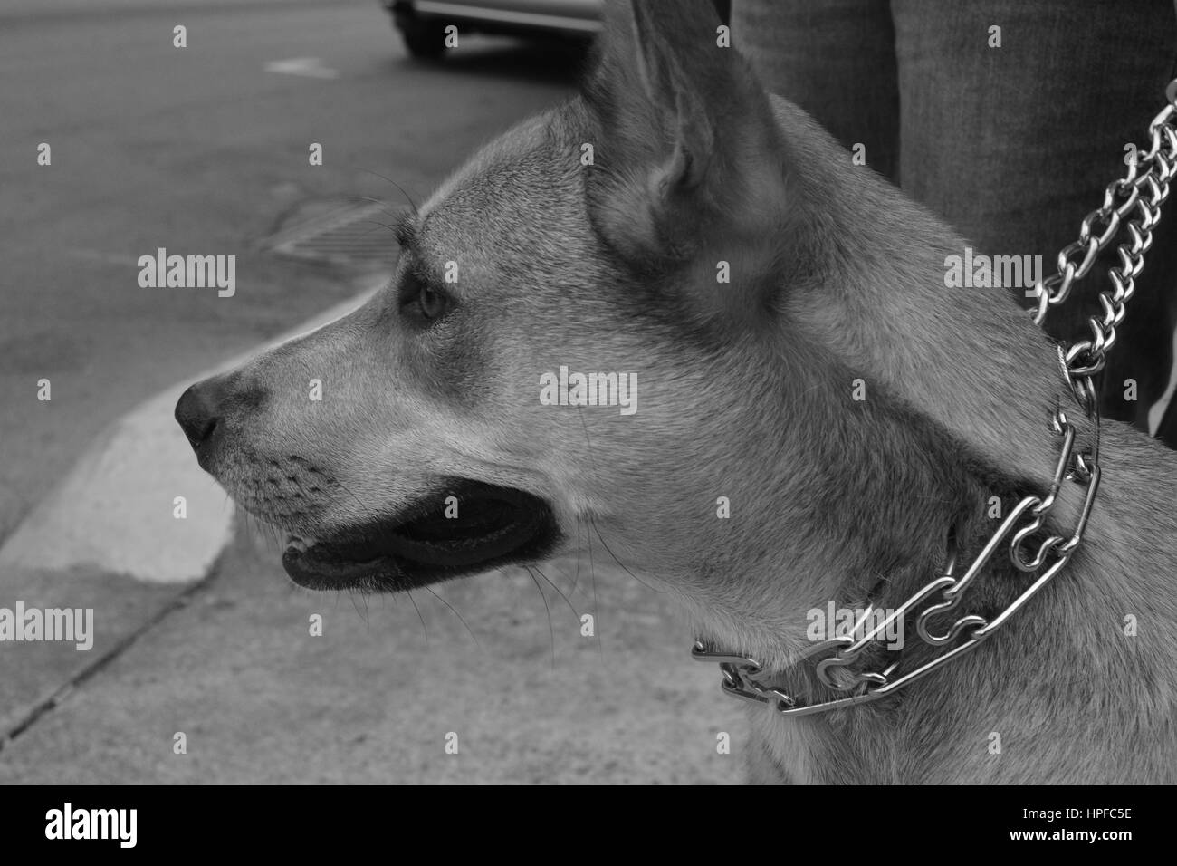 Cane di città Foto Stock