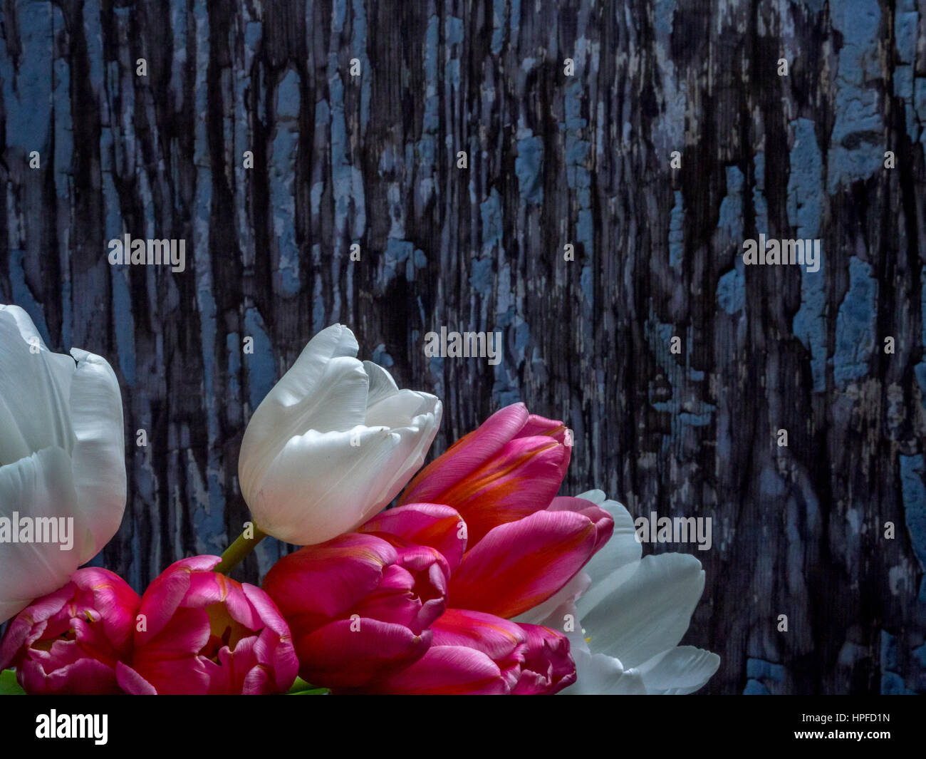 Mazzo di tulipani a fronte della vernice di pelatura Foto Stock