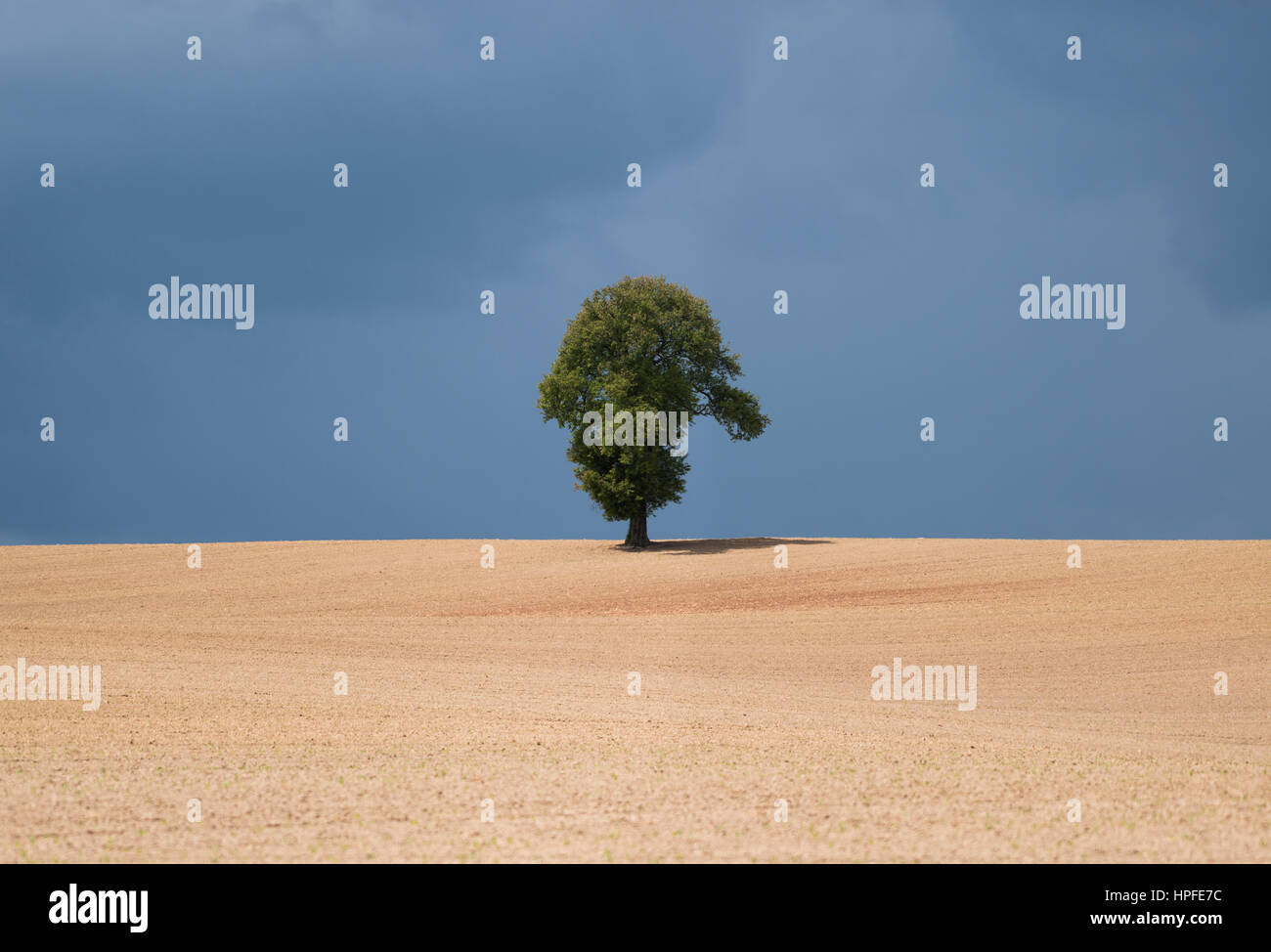 Albero singolo, il paesaggio agricolo, Turingia, Germania Foto Stock