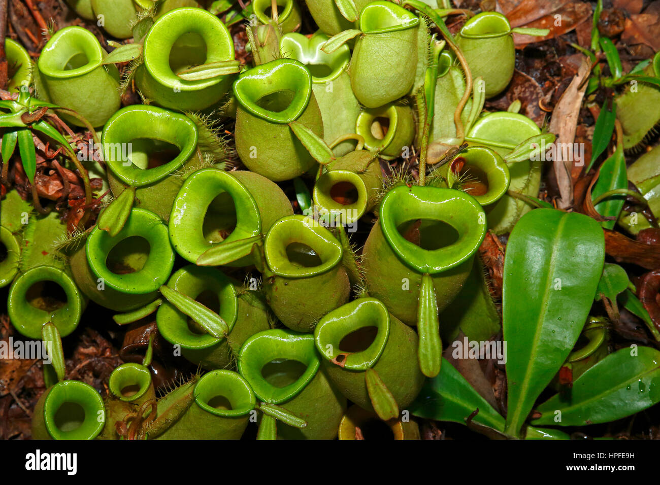 Pianta brocca (Nepenthes ampullaria), pianta carnivora nella foresta pluviale, pavimento di Sarawak, nel Borneo, Malaysia Foto Stock