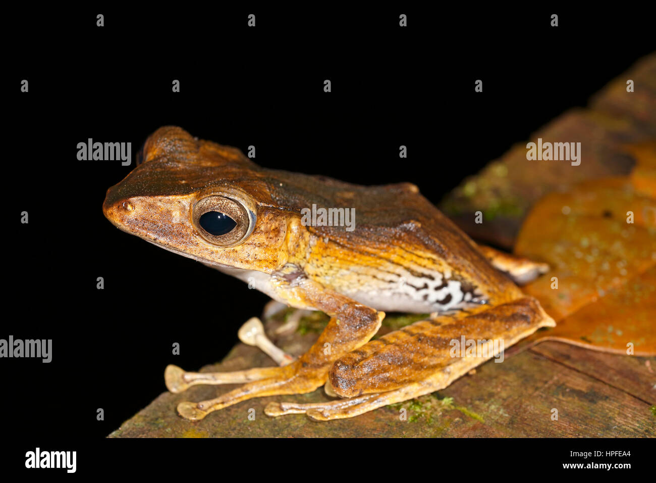 Borneo Eared Frog (Polypedates otilophis) Kubah National Park, Stati di Sarawak, nel Borneo, Malaysia Foto Stock