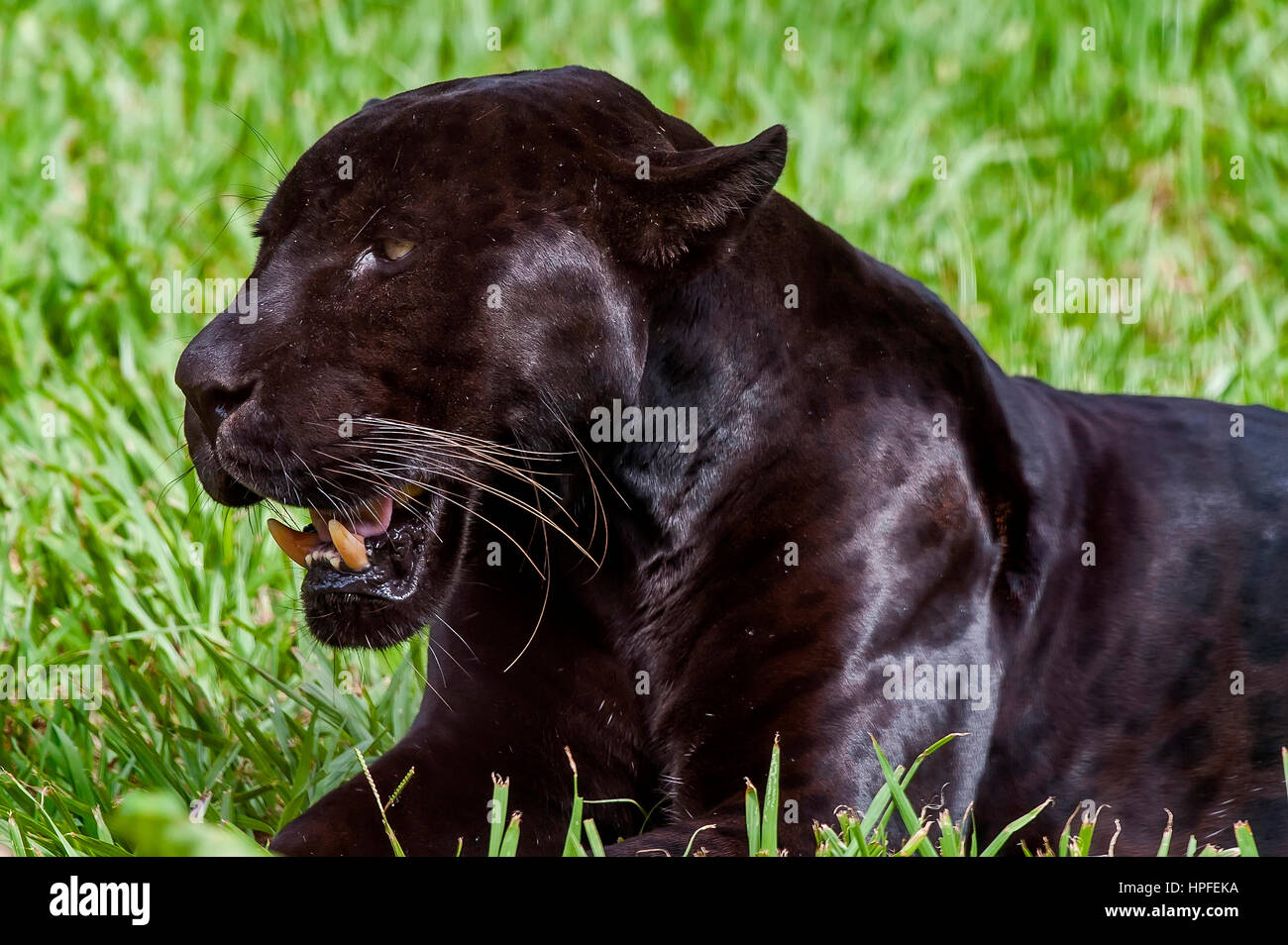 Maschio nero Jaguar (Panthera onca), chiamato anche Panther è una variazione melanico della Jaguar. È una specie di mammifero carnivoro della famiglia Felidae fo Foto Stock