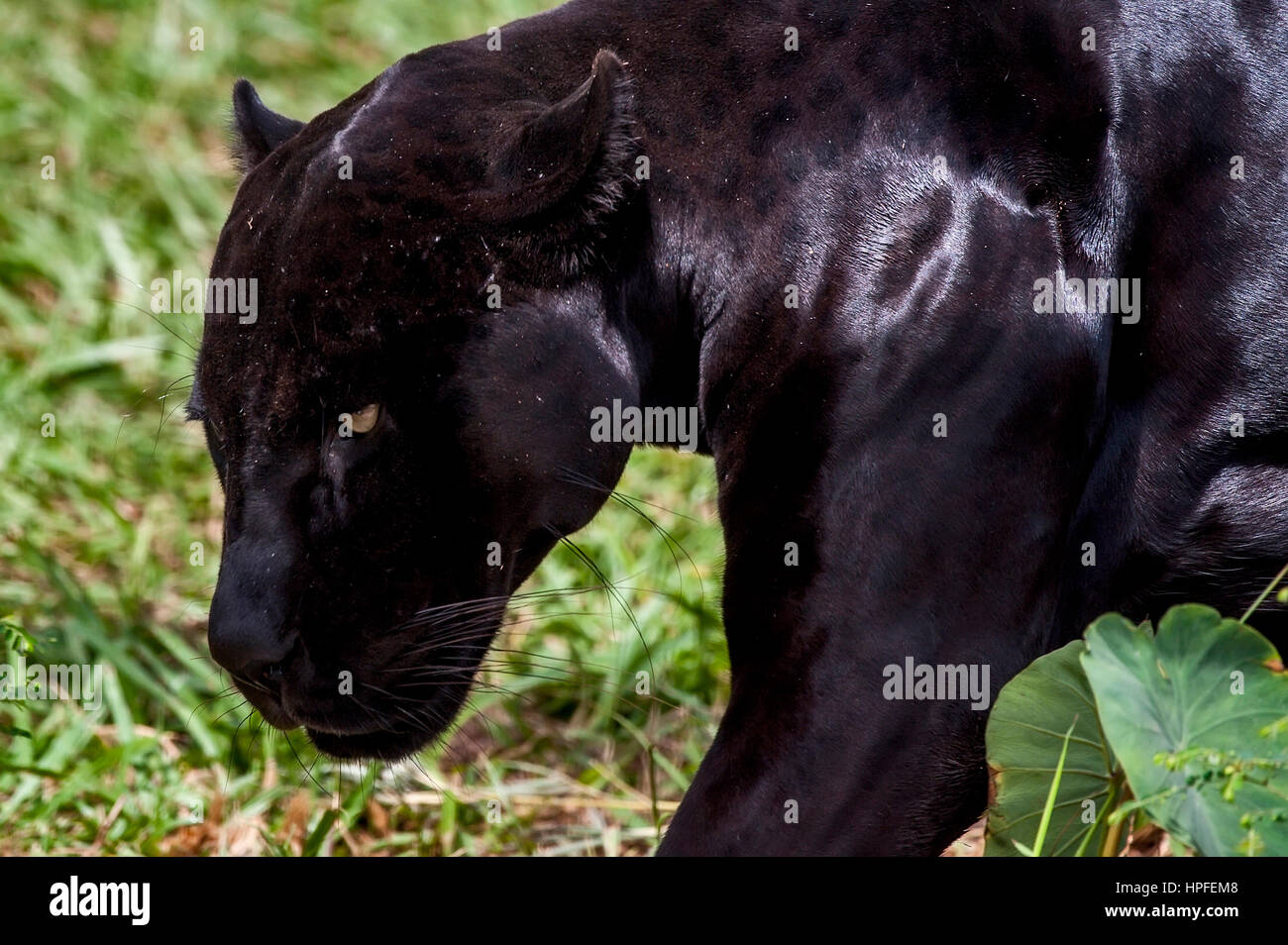 Maschio nero Jaguar (Panthera onca), chiamato anche Panther è una variazione melanico della Jaguar. È una specie di mammifero carnivoro della famiglia Felidae fo Foto Stock