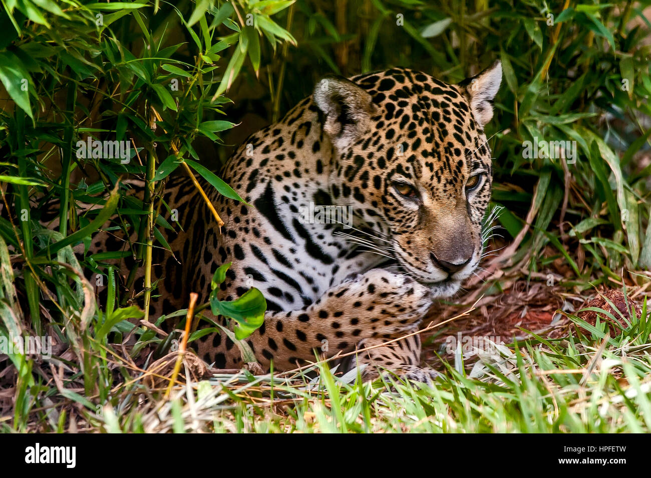 Jaguar (Panthera onca), in mezzo a cespugli, fotografato in Espírito Santo, Brasile. Foresta atlantica Biome. Animali in cattività. Foto Stock