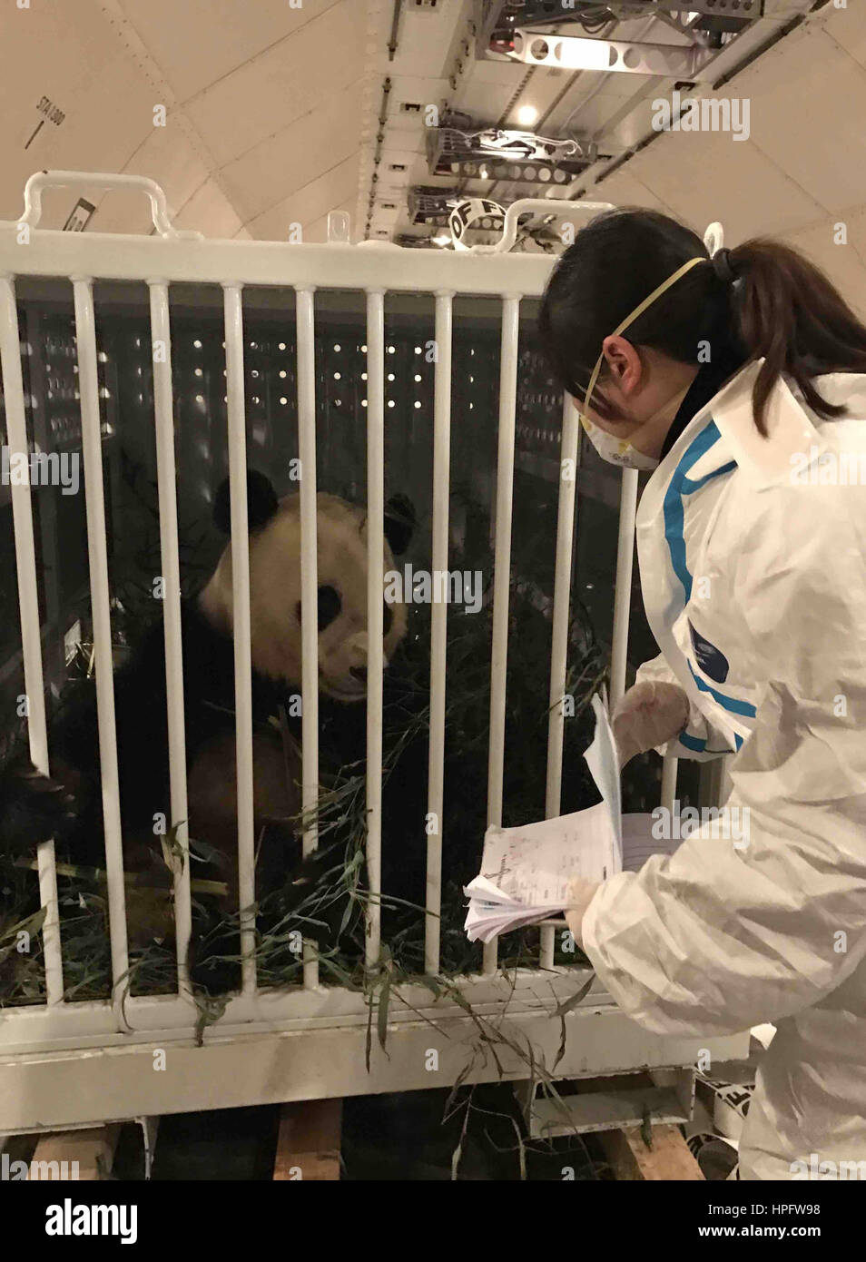 Chengdu, cinese della provincia di Sichuan. Il 22 febbraio, 2017. Un membro del personale del Sichuan Entry-Exit ispezione e la quarantena Ufficio di presidenza controlla la condizione del panda gigante Bao Bao a Chengdu Shuangliu Aeroporto Internazionale di Chengdu, capitale del sud-ovest della Cina di provincia di Sichuan, 22 febbraio, 2017. Un volo charter che trasportano Bao Bao, un panda gigante nato negli Stati Uniti, sbarcati a Chengdu, dopo 16 ore e mezza di volo. Credito: Liu Kun/Xinhua/Alamy Live News Foto Stock