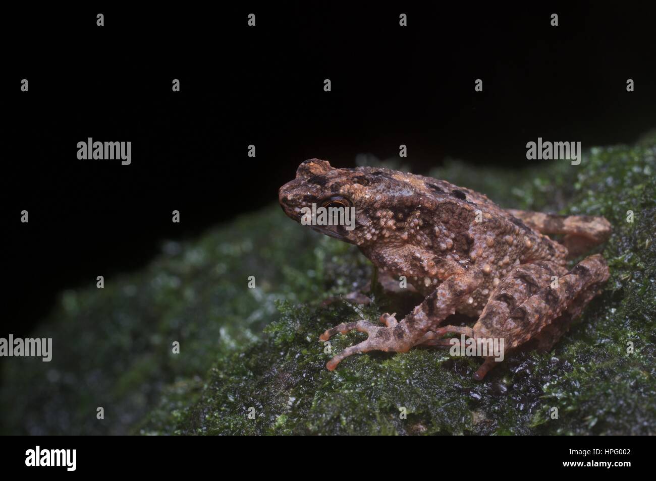 Un Rospo trasversale (Leptophryne borbonica) su un mossy riverside rock nella foresta pluviale in Batang Kali, Selangor, Malaysia Foto Stock