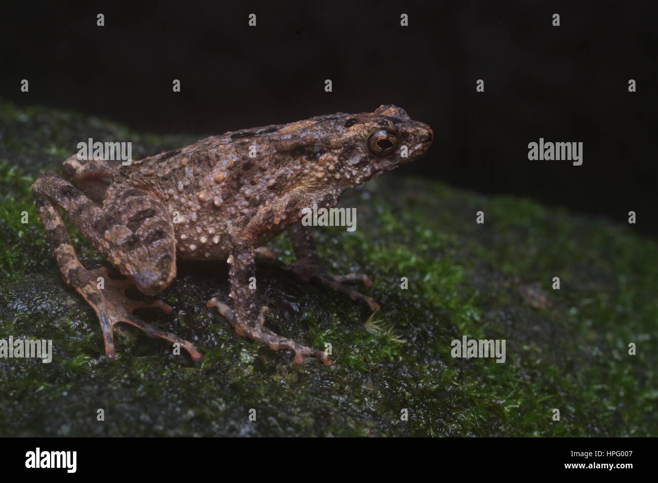 Un Rospo trasversale (Leptophryne borbonica) su un mossy riverside rock nella foresta pluviale in Batang Kali, Selangor, Malaysia Foto Stock