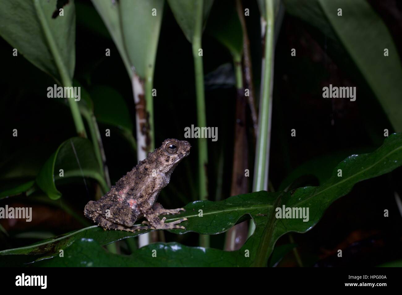 Un giovane fiume Toad (Phrynoidis aspera) su una foglia in Batang Kali, Selangor, Malaysia Foto Stock