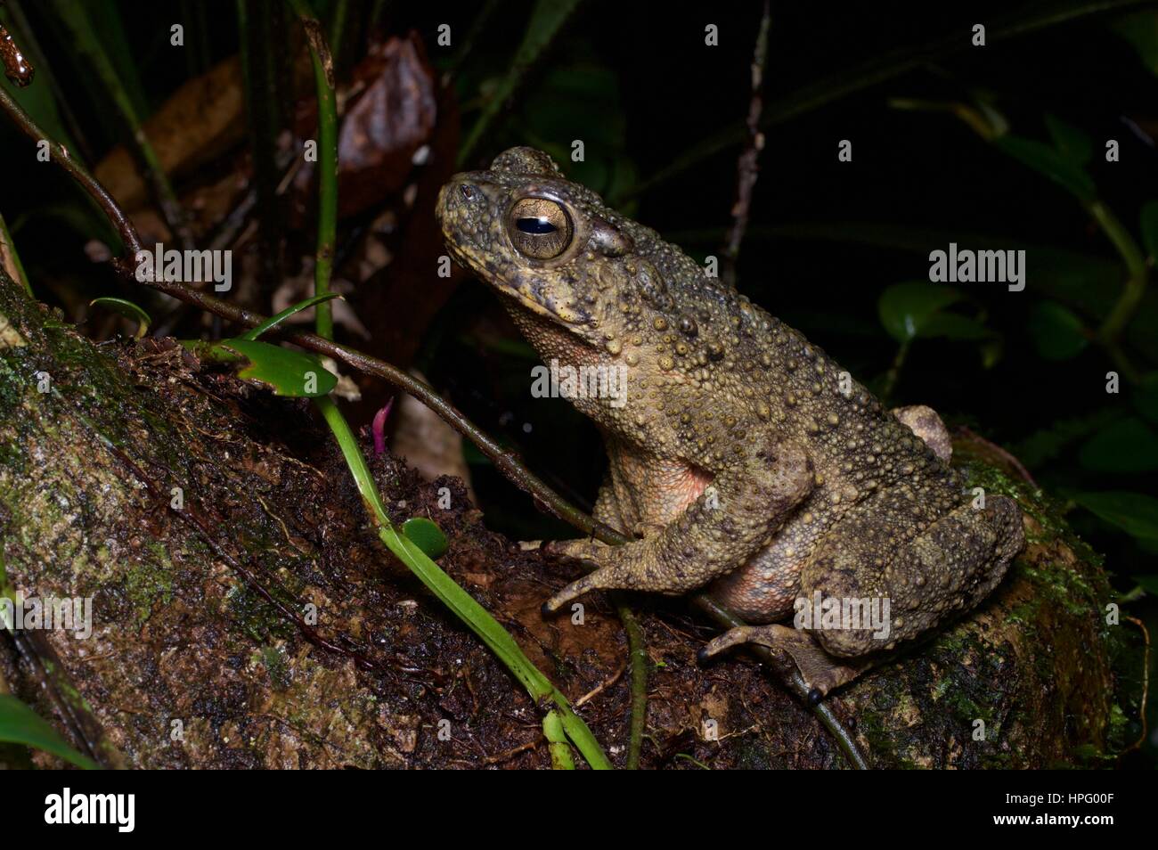 Un grande fiume Toad (Phrynoidis aspera) su un albero in Batang Kali, Selangor, Malaysia Foto Stock