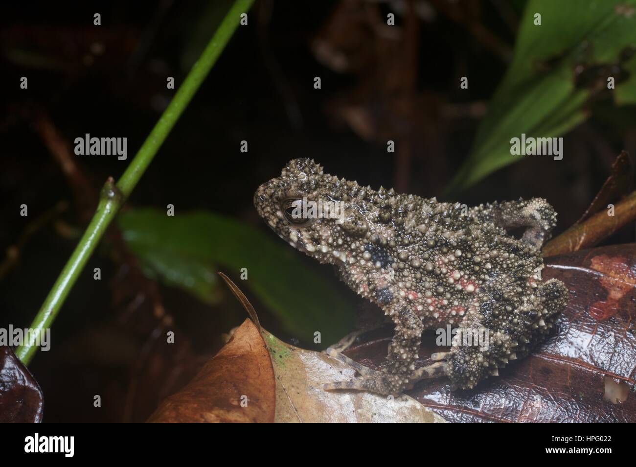 Un giovane, Fiume spinoso Toad (Phrynoidis aspera) nella figliata di foglia in Batang Kali, Selangor, Malaysia Foto Stock