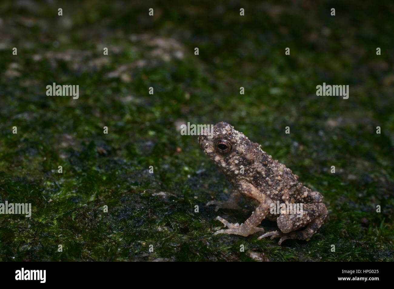 Un giovane fiume Toad (Phrynoidis aspera) su un masso di muschio in Batang Kali, Selangor, Malaysia Foto Stock