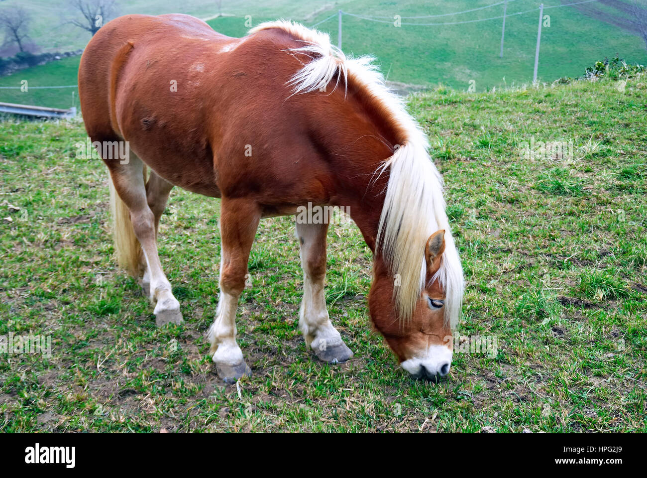 L'Haflinger, noto anche come l'avelignese, è una razza di cavalli  sviluppato in Austria e Italia settentrionale Foto stock - Alamy