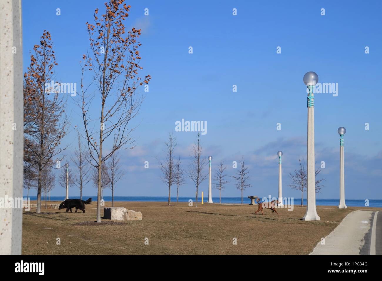Cane si vedono giocare su Chicago il lago Michigan lake front in con scena invernale nel parco, tra grandi massi, arido, alberi e interessanti posti di luce Foto Stock