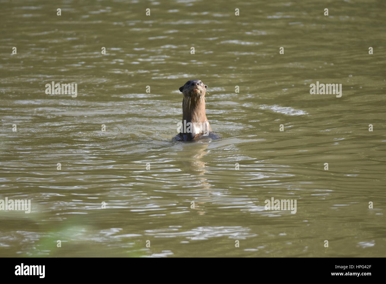 Un curioso di rivestimento liscio Otter si avvicina a prendere uno sguardo più da vicino alla mia fotocamera Foto Stock