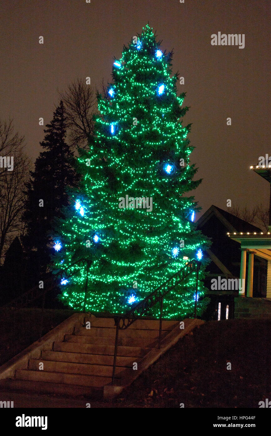 Tall evergreen decorate con il blu e il verde delle luci di Natale visto dal Summit Avenue. St Paul Minnesota MN USA Foto Stock
