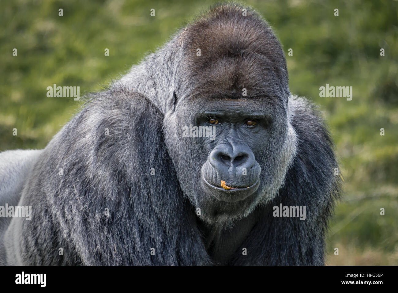 Una chiusura testa ritratto di un Gorilla Silverback fissando in avanti con il cibo sulle sue labbra Foto Stock