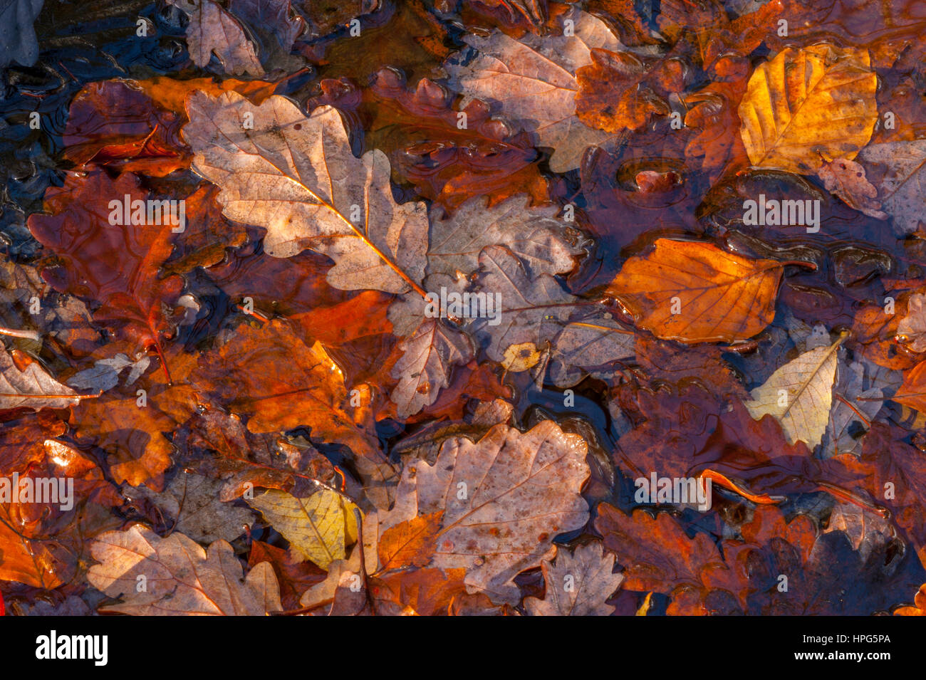 Caduto Foglie di autunno nell'acqua di uno stagno, illuminate dalla luce del sole caldo. Foto Stock