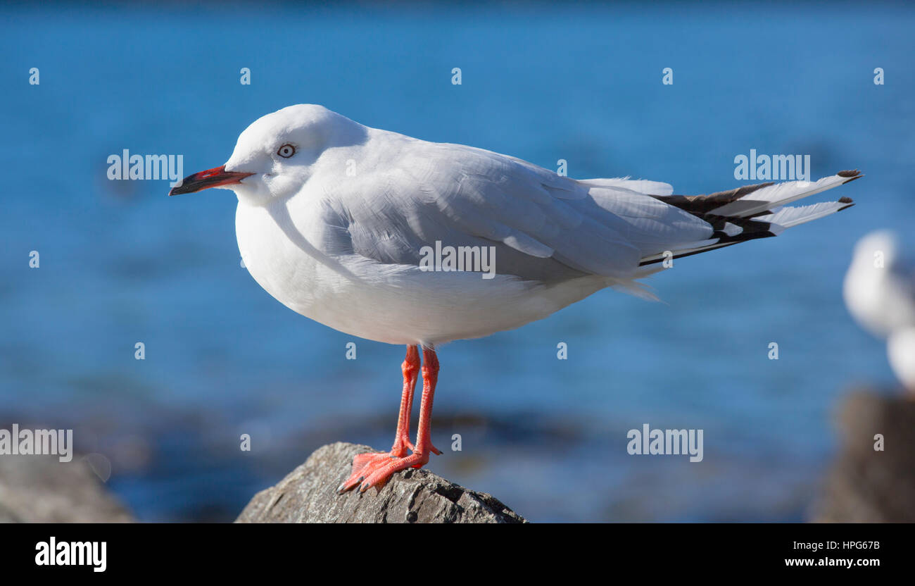 Queenstown, Otago, Nuova Zelanda. Rosso-fatturati gabbiano (Chroicocephalus scopulinus) sulla costa rocciosa del Lago Wakatipu. Foto Stock