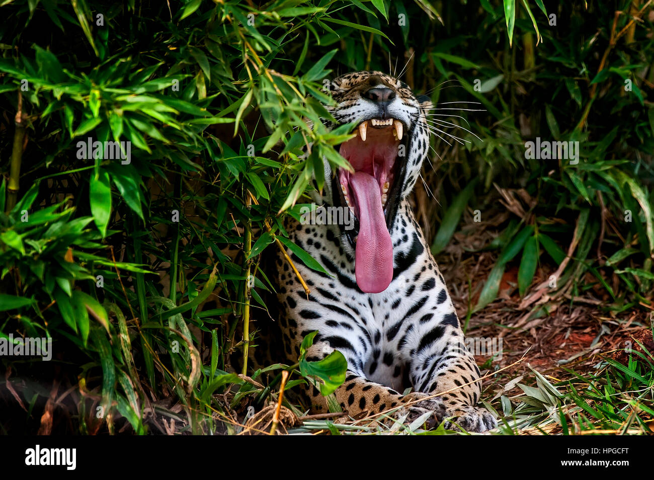 Jaguar (Panthera onca), Brasile Foto Stock