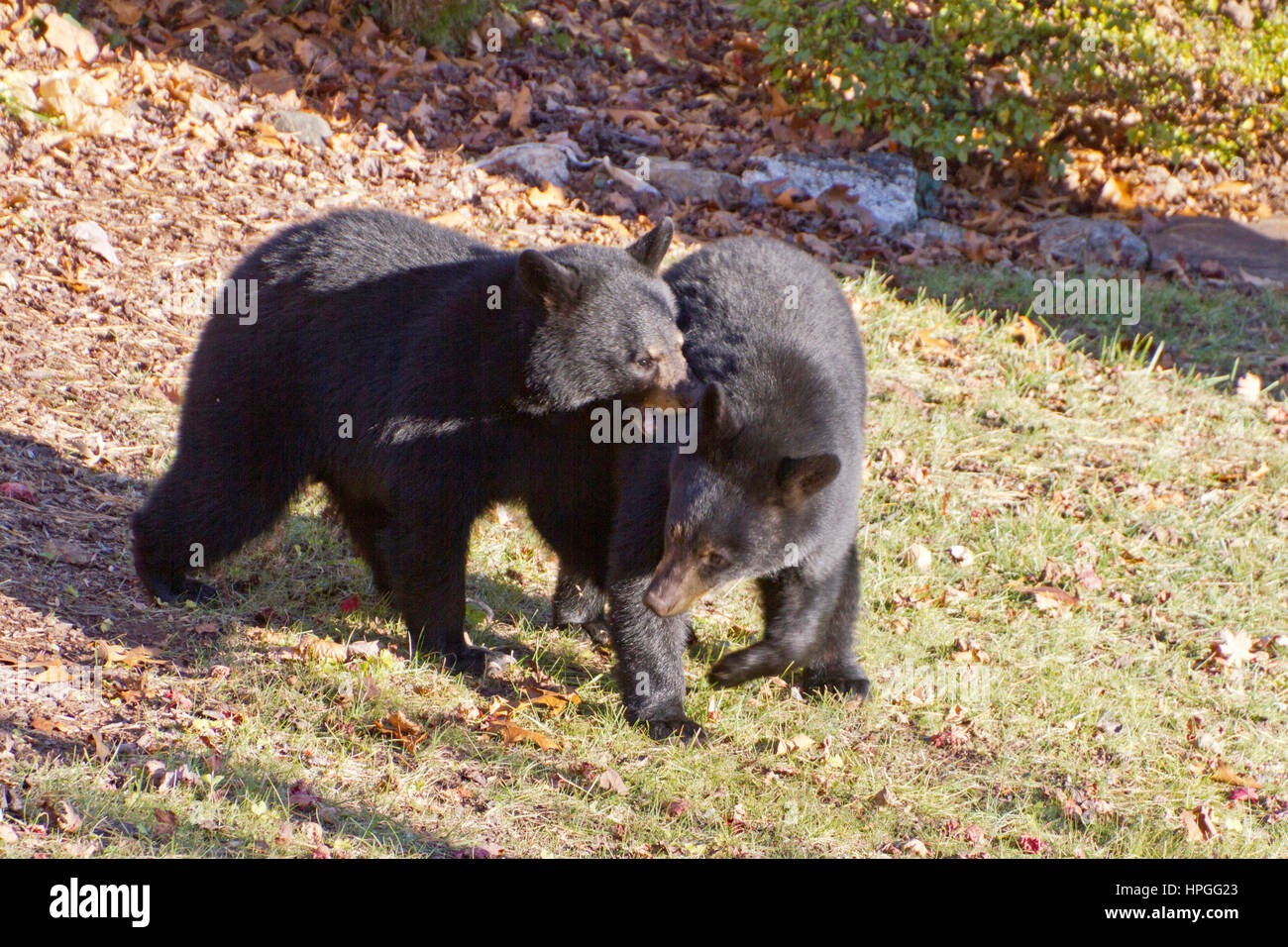 Due adolescente di orsi neri di pari dimensioni lotta per il predominio in un cortile urbano in autunno Foto Stock
