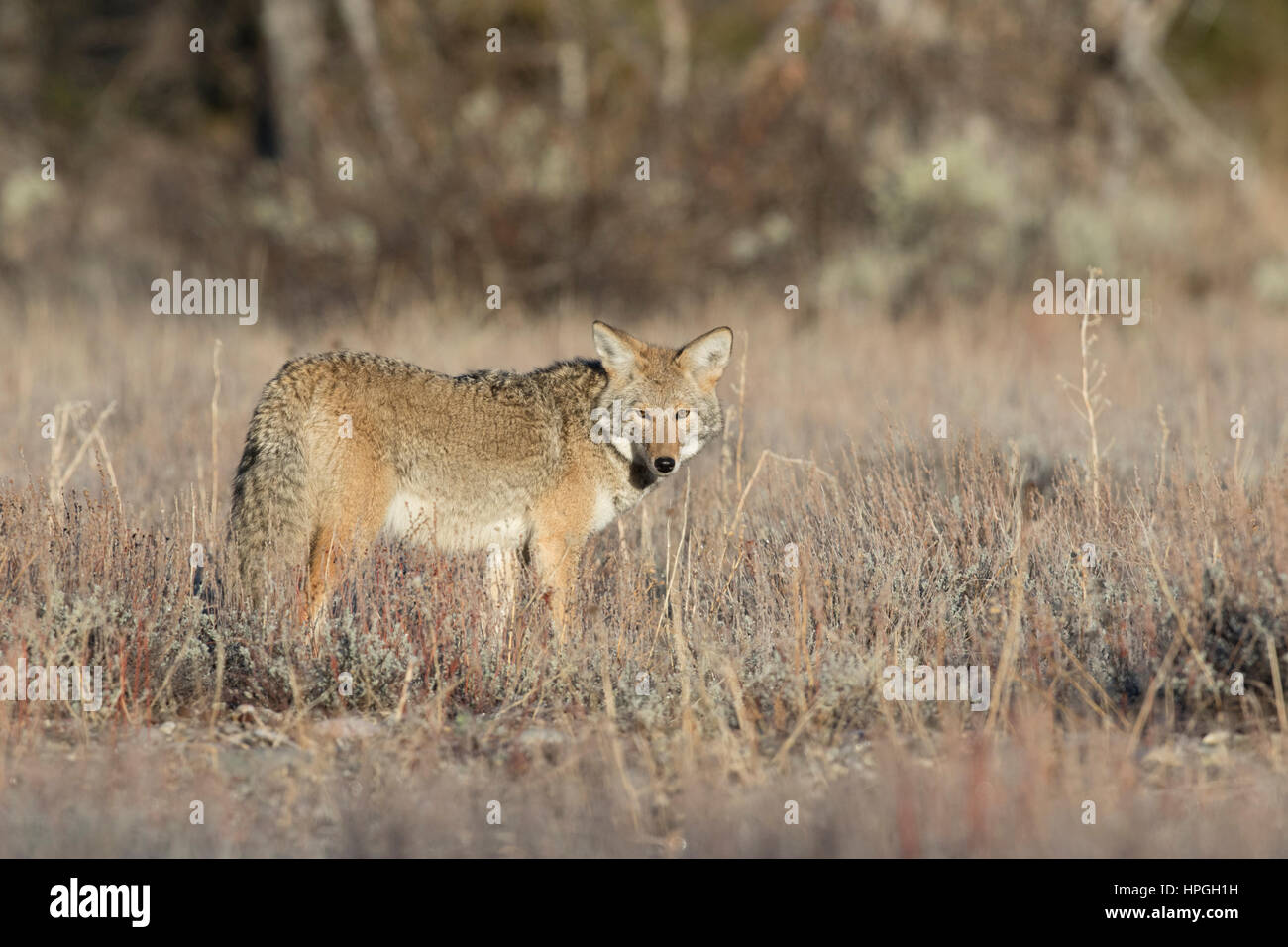 Coyote in piedi in erba profondo e sagebrush Foto Stock