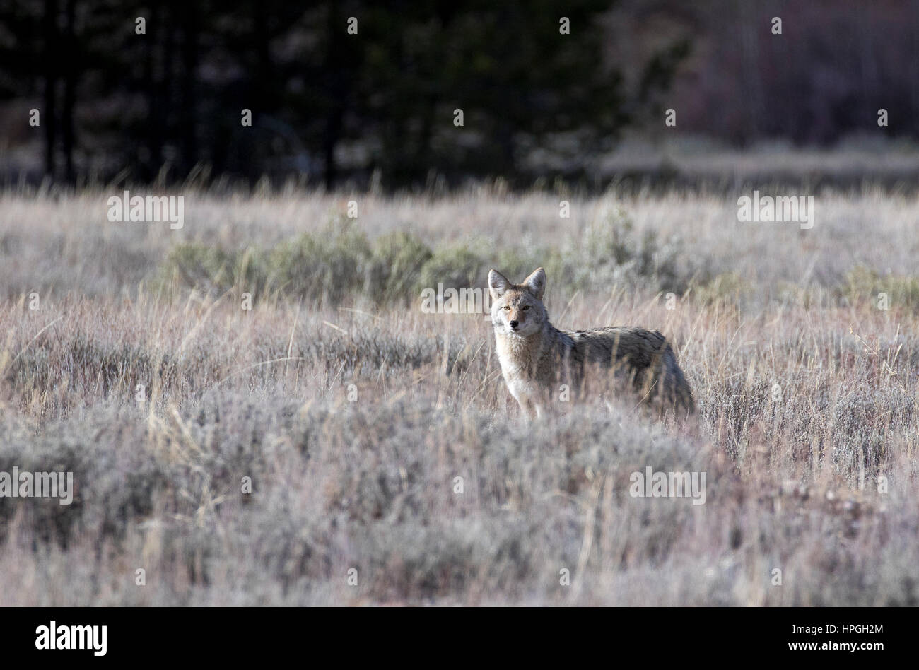 Coyote caccia nell'erba e sagebrush in autunno Foto Stock