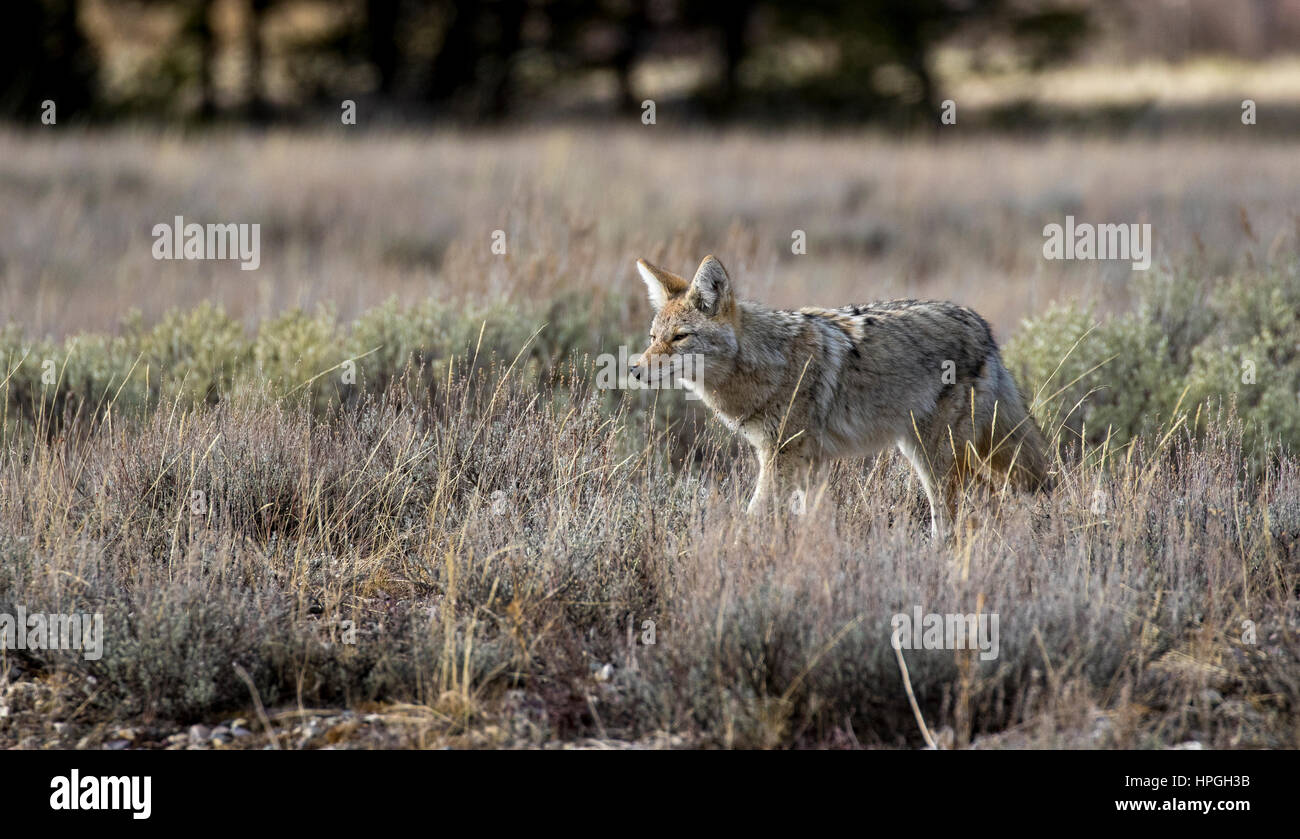 Coyote a caccia di cibo nel prato aperto di erba e sagebrush Foto Stock