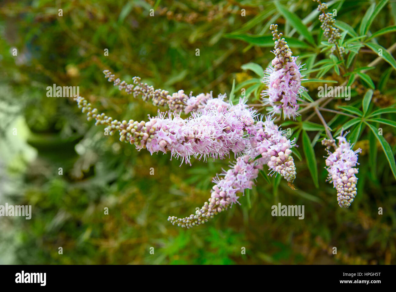 Vitex agnus castus-fiore in giardino Foto Stock