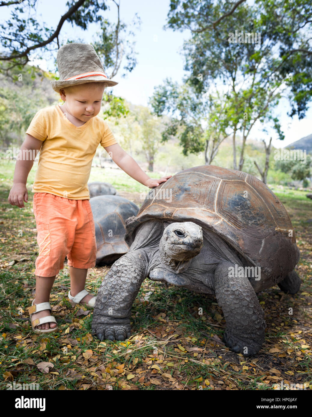 Bambino toccando tartaruga gigante di Aldabra. Maurizio Foto Stock