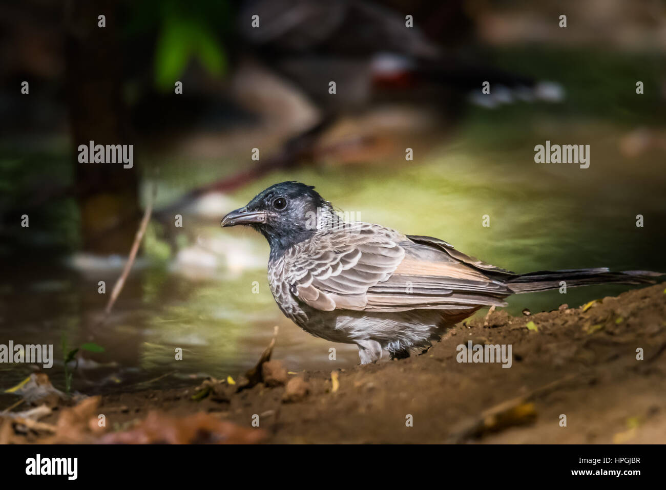 Red sfiatato bulbul appollaiato Foto Stock