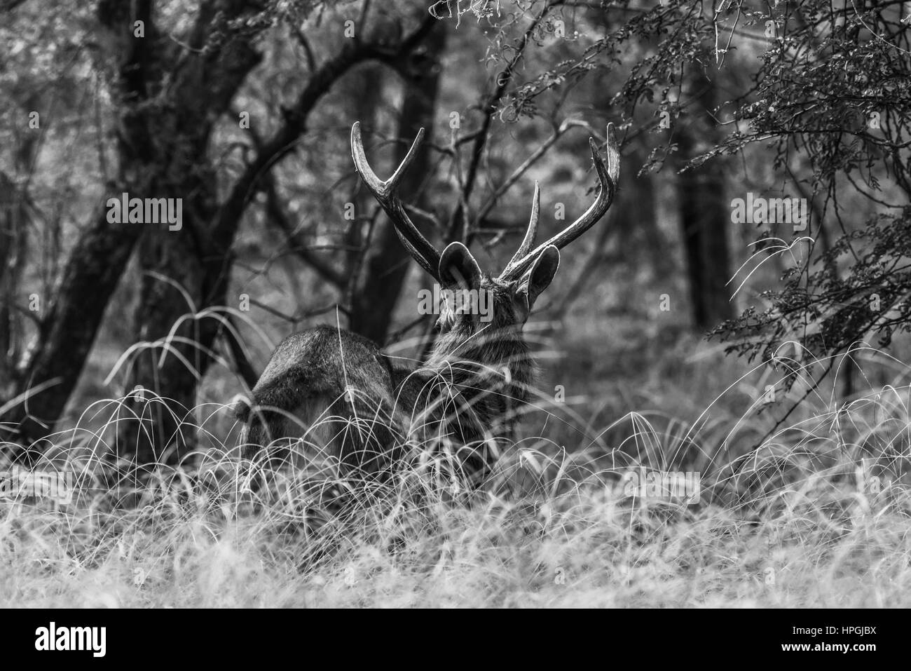 Sambar cervi o Rusa unicolor Foto Stock