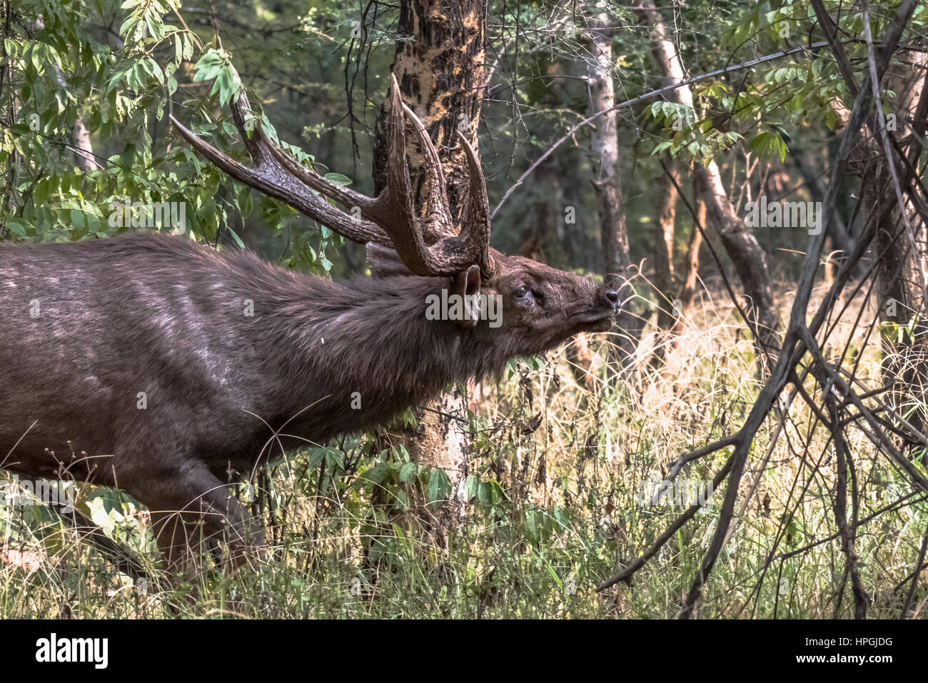 Maschio adulto Sambar deer (Rusa Unicolor in accoppiamento stagione ricerca femmina da odore di scena Foto Stock
