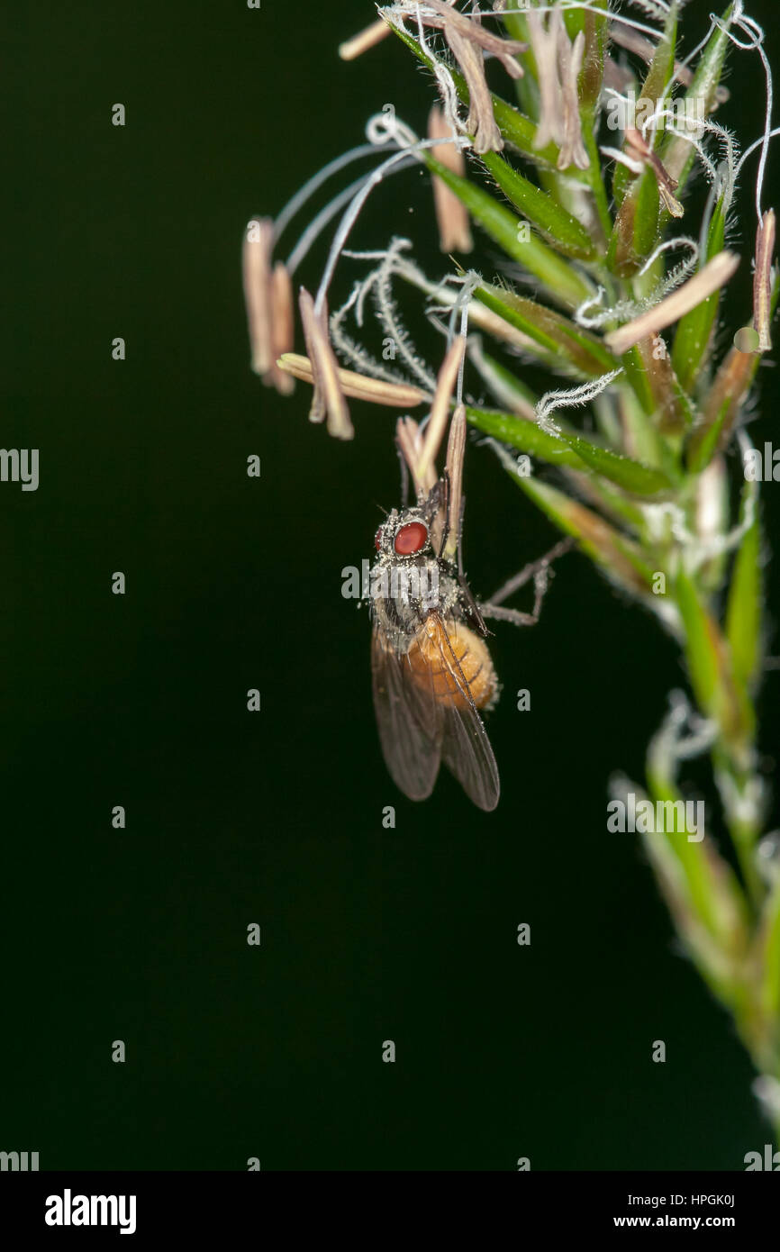 Close-up di un fly seduto su una pianta verde Foto Stock